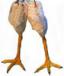 Chicken Legs's Avatar